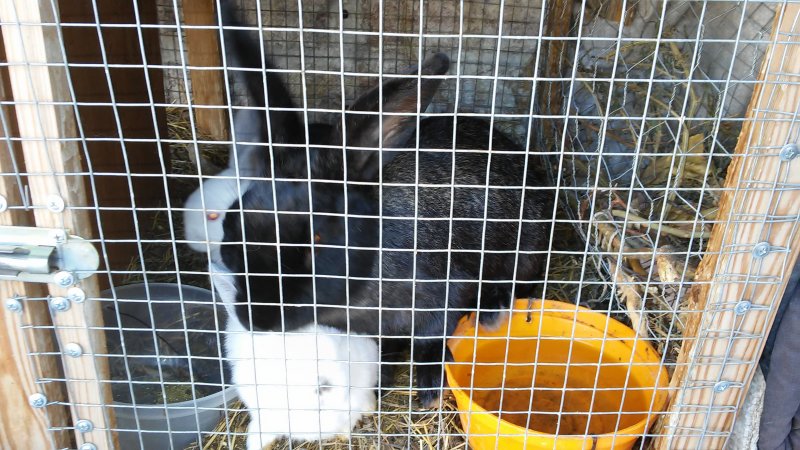 Վաճառվում են Ֆլանդեռ + Կալիֆորնիական ճագարներ (Кролик)